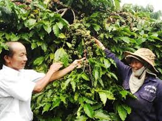 Vườn cà phê năng suất cao của HTX  NN DV công bằng Ea Kiết, huyện Cư M’gar