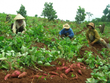 Mô hình trồng khoai lang Beng Larula (ảnh minh họa)
